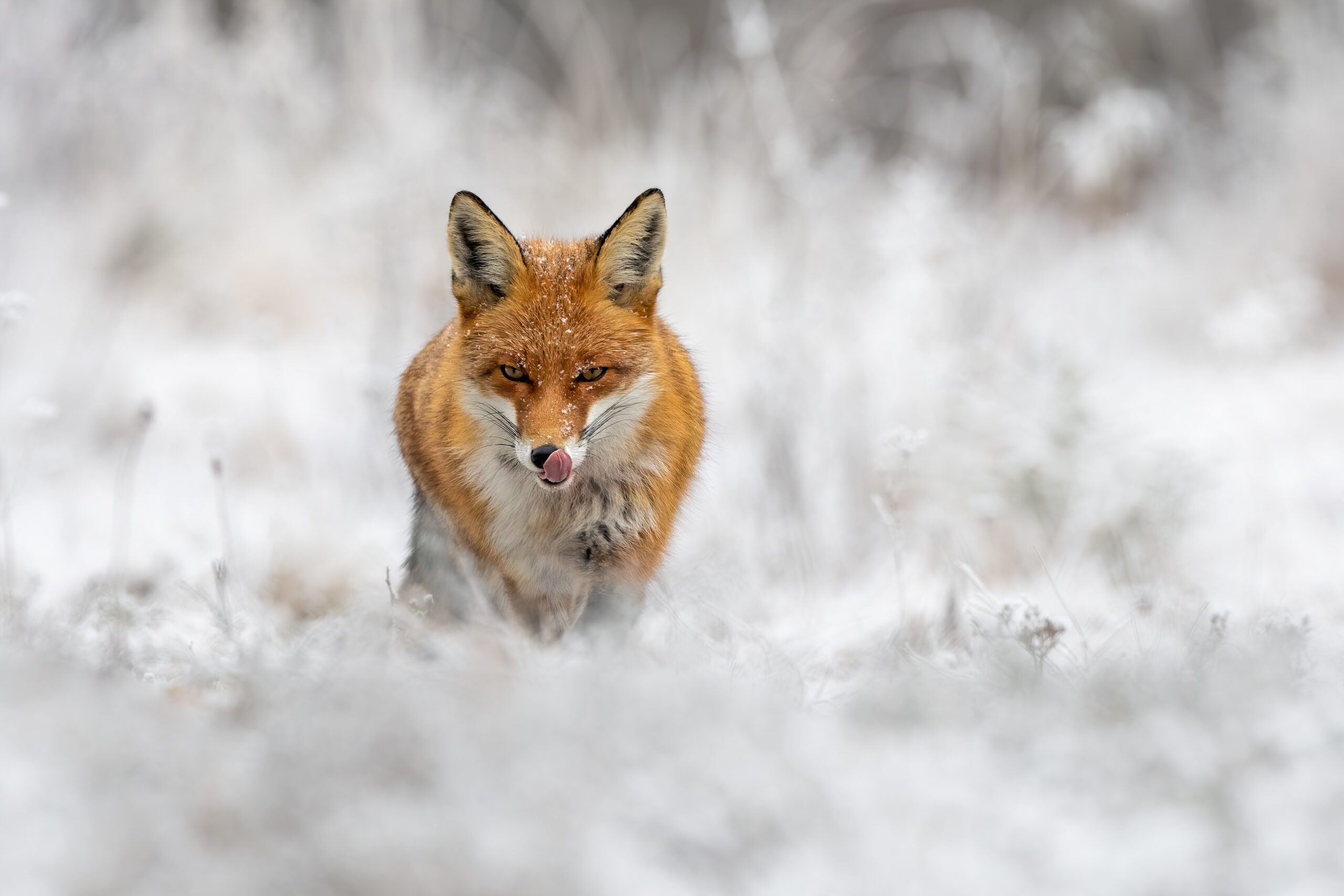 Red fox hunting on meadow in wintertime nature. Red fox, vulpes vulpes, hunting on meadow in wintertime nature. Wild predator licking its mouth with pink tongue and staring into camera. Orange beast going forward on snowy field with copy space.